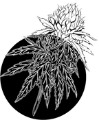 Cannabis Flower Tank Crop