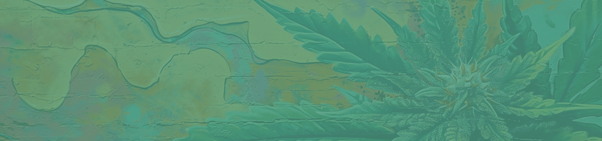 Cannabis strain streetwear collection - The High Club THC Australia